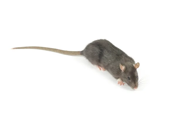 Rat Geïsoleerd Witte Achtergrond — Stockfoto