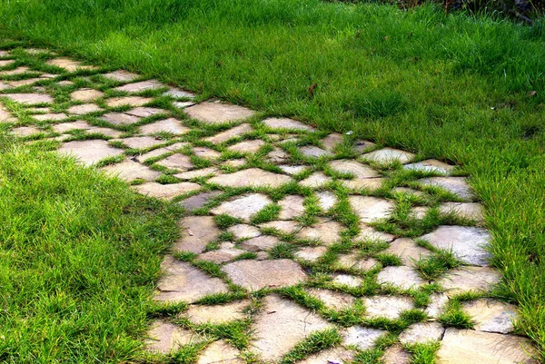 Hermoso Plano Botánico Fondo Pantalla Natural — Foto de Stock