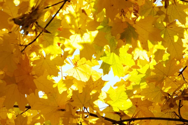 Herfst Bladeren Boomtakken Herfst Seizoen Flora — Stockfoto