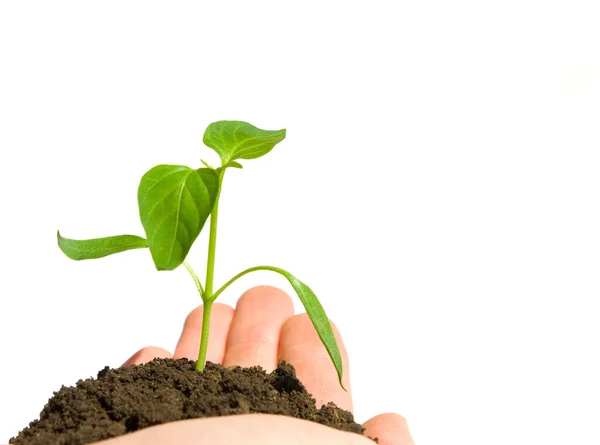 Planta Verde Crescente Uma Mão Isolada Branco — Fotografia de Stock