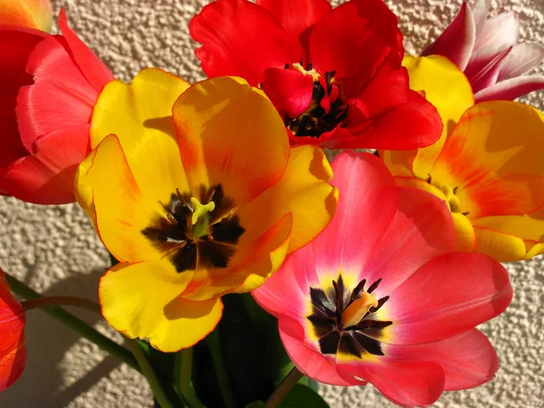 Blick Auf Schöne Frühlingsblumen — Stockfoto