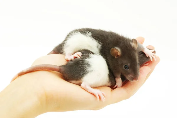 Śmieszne Szczur Ręce Izolowane Białym Tle — Zdjęcie stockowe