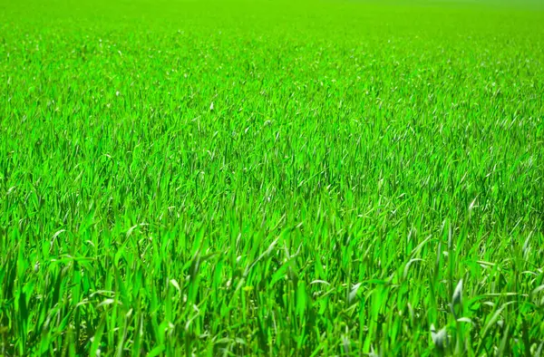 Piękny Zielony Trawnik Świeżo Skoszony — Zdjęcie stockowe