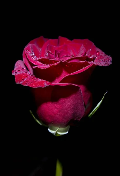Zblízka Krásná Rudá Růže Černém Pozadí — Stock fotografie