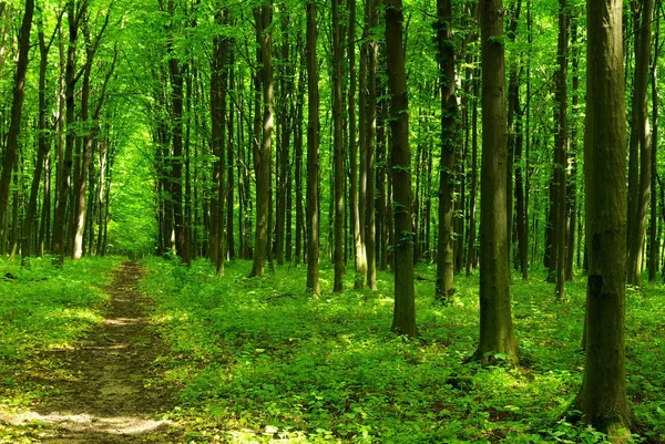 一条小路在绿林中 — 图库照片
