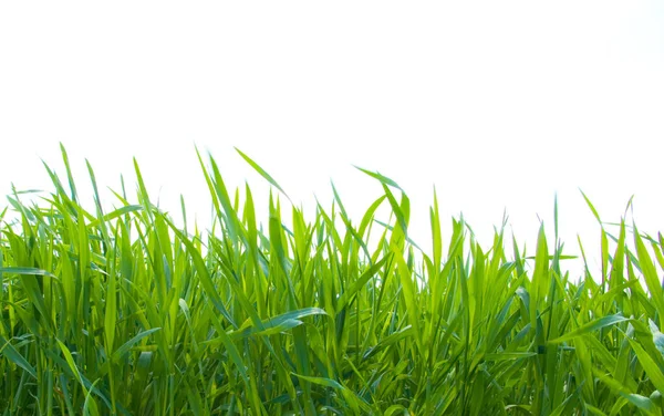 Vereinzeltes Grünes Gras Auf Weißem Hintergrund — Stockfoto