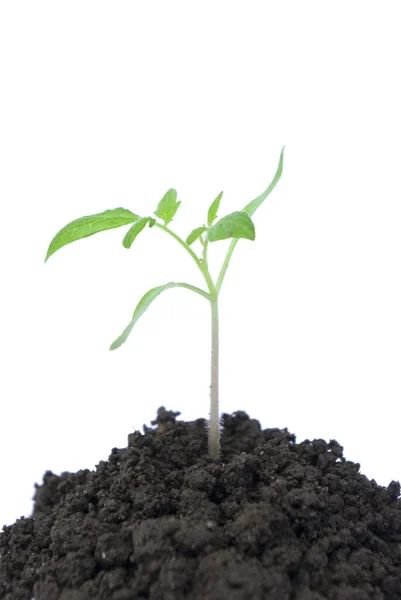 Kis Zöld Növény Fehér Háttér — Stock Fotó