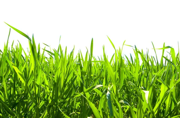 Izolowana Zielona Trawa Białym Tle — Zdjęcie stockowe