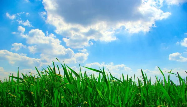 Hierba Verde Contra Cielo Azul — Foto de Stock