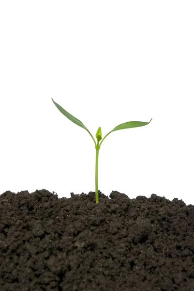 stock image Little green plant on white background