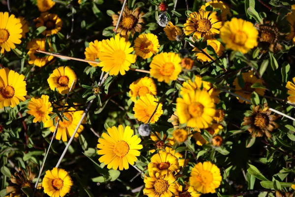 Bella Vista Dei Fiori Primaverili — Foto Stock