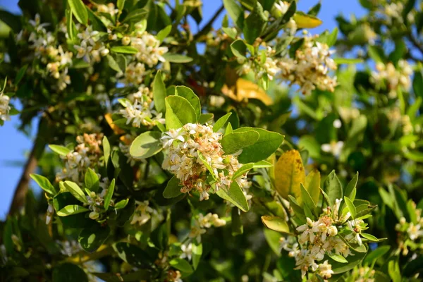 Fleurs Oranger Arbre Flore — Photo