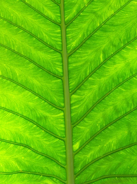 植物の緑の葉のテクスチャをクローズ アップ — ストック写真