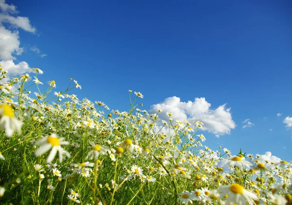 Kamille Bloemen Bewolkte Lucht — Stockfoto