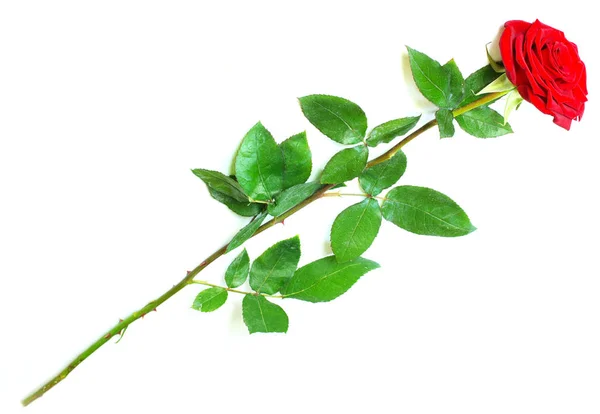 Piękny Czerwony Kwiat Róży Białym Tle — Zdjęcie stockowe