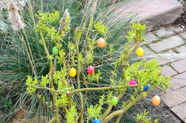 Kwitnący Krzew Ozdobiony Ogrodem Pisanki Jaj Prostu Część Wielkanocy — Zdjęcie stockowe