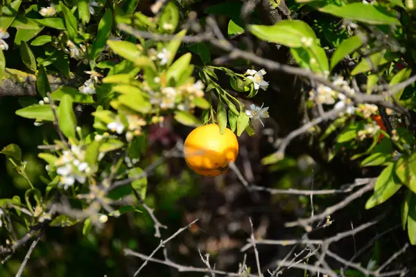 Albero Dei Fiori Arancio Flora — Foto Stock