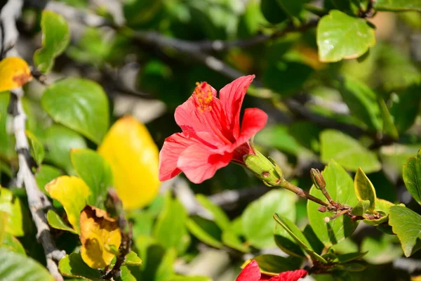 Hibiskus Kwiaty Płatki Flora Natura — Zdjęcie stockowe