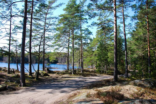 Skogssjölandskap Från Den Svenska Provinsen Smaland — Stockfoto