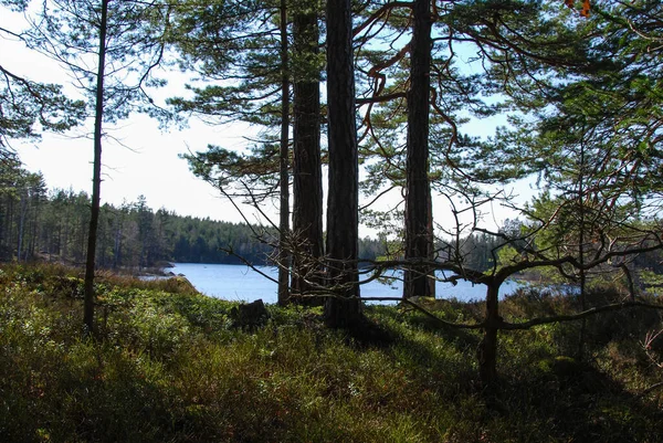 Třpytivé Jezero Lesklými Listy Brusinek Provincii Smaland Švédsku — Stock fotografie