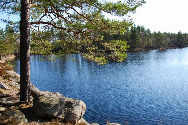 Blå Skogssjö Med Klippor Smaland — Stockfoto