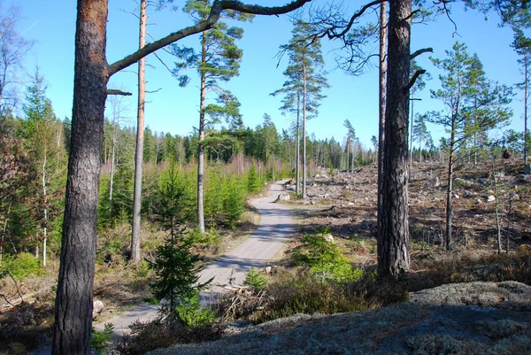 Winding Erdei Földút Svéd Tartomány Smaland — Stock Fotó