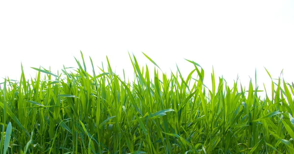 Hierba Verde Aislada Sobre Fondo Blanco — Foto de Stock