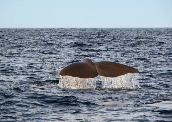 Carta Parati Tema Marino Scatto Luce Del Giorno — Foto Stock