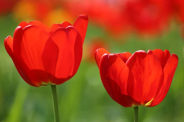 Défilé Tulipes Hybrides Darwin — Photo