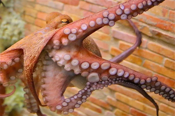 Close Van Veel Rauwe Octopus — Stockfoto