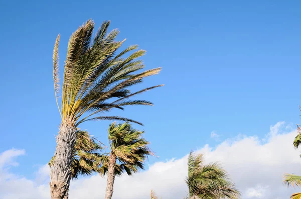 Palm Tree Blowing Wind Tenerife Canary Islands Spain — Stock Photo, Image