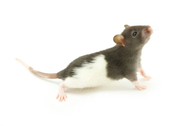 Funny Rat Isolated White Background — Stock Photo, Image