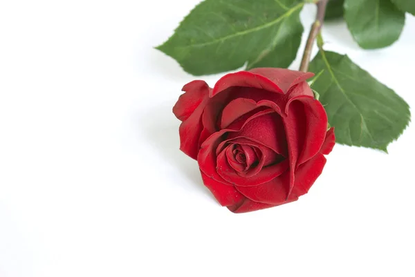 Belle Fleur Rose Rouge Sur Fond Blanc — Photo