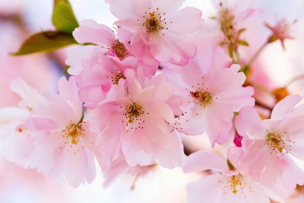 Fleurs Cerisier Fleur Printemps Sur Arbre — Photo