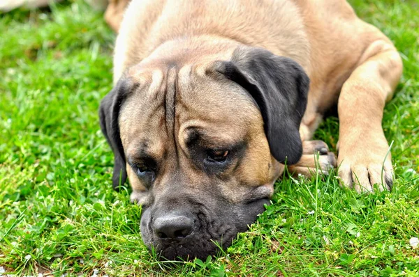 Porträt Eines Süßen Hundes — Stockfoto