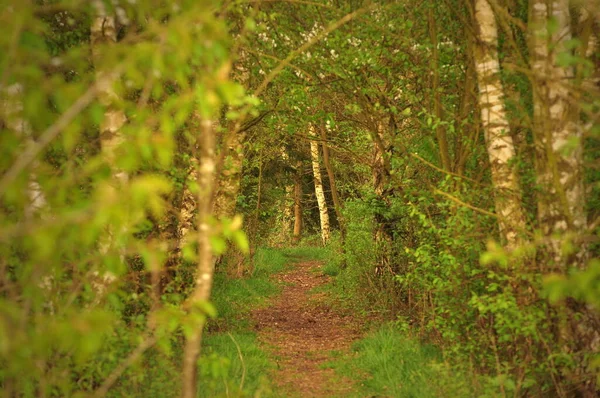 Traseu Forestier Copaci Trasee Drumeții — Fotografie, imagine de stoc