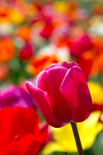 Vista Hermosas Flores Primavera — Foto de Stock