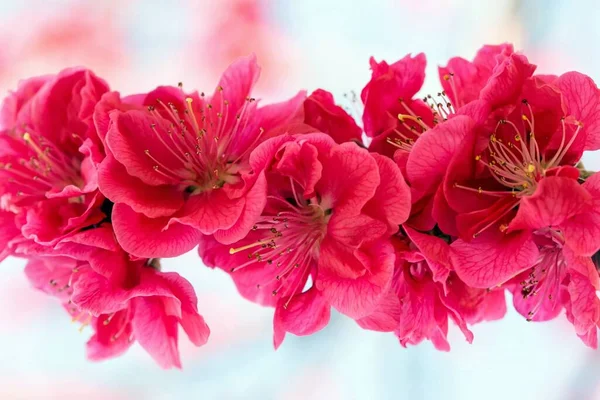 Peony Flowers Petals Flora — Stock Photo, Image