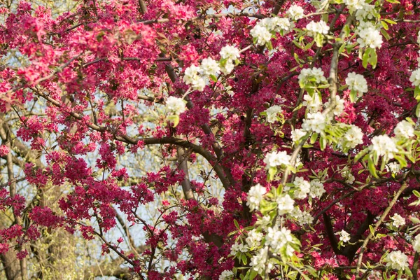 Colorful Flowers Growing Outdoors — Stock Photo, Image