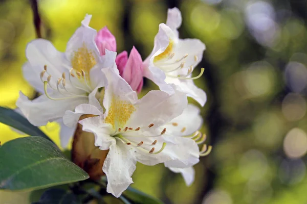 Large Flowered Rhododendron Cunningham White — Stock Photo, Image
