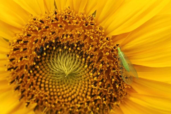 Sunflower Green Lacewing Sunflower Lacewing — Stok fotoğraf
