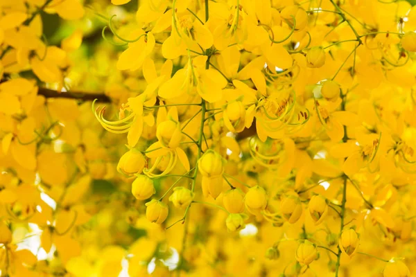 Indiai Laburnum Közelkép Cassia Sipoly Sárga Virágokkal — Stock Fotó