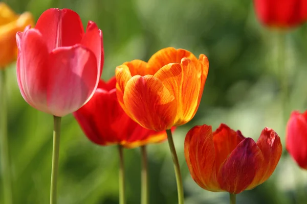 Odmiany Kolorów Temat Tulipan — Zdjęcie stockowe