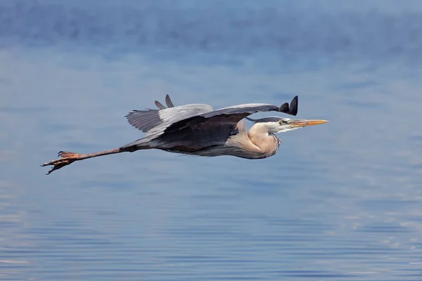 Vedere Pitorească Păsărilor Heron Natură — Fotografie, imagine de stoc