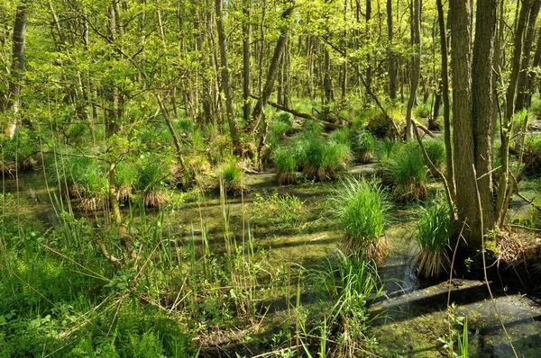 Schöne Aussicht Auf Die Natur — Stockfoto