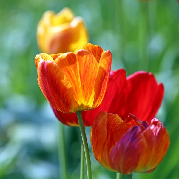 Variations Couleur Rouge Dans Tulipe — Photo