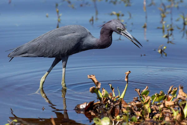 Vista Panorámica Garza Pájaro Naturaleza — Foto de Stock