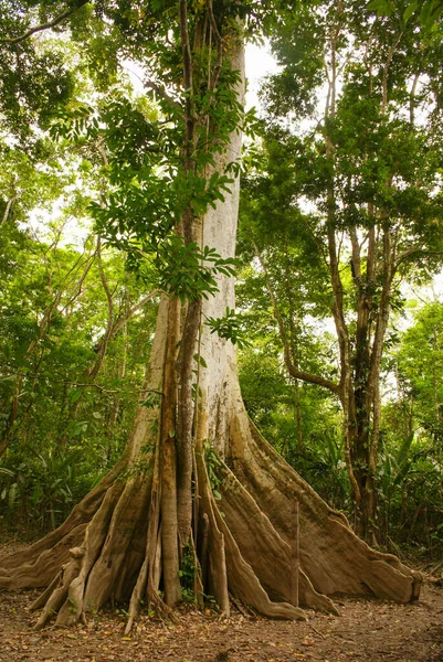 Амазонські Джунглі Тропічна Флора — стокове фото