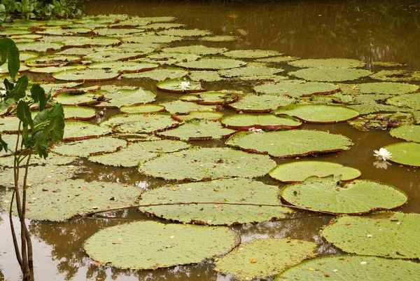 Reuzenwaterlelie Victoria Amazonica Bij Eerste Nachtbloei Tweede Nacht Wordt Het — Stockfoto