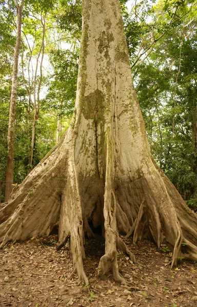 Floresta Amazônica Árvores Flora Tropical — Fotografia de Stock